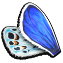 Blue Butterfly Wing